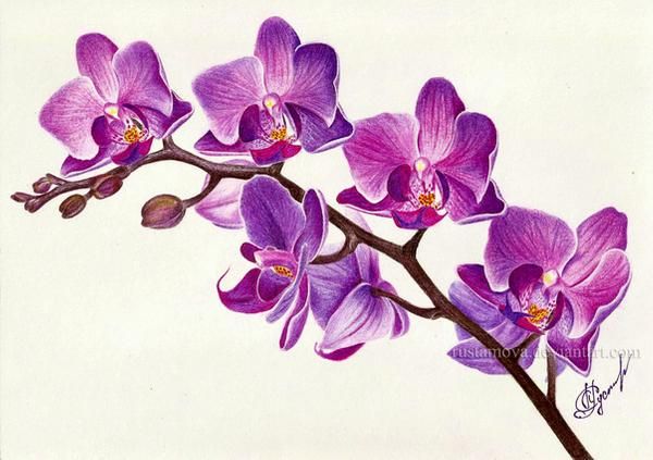 Orquídea Tatuaje 130