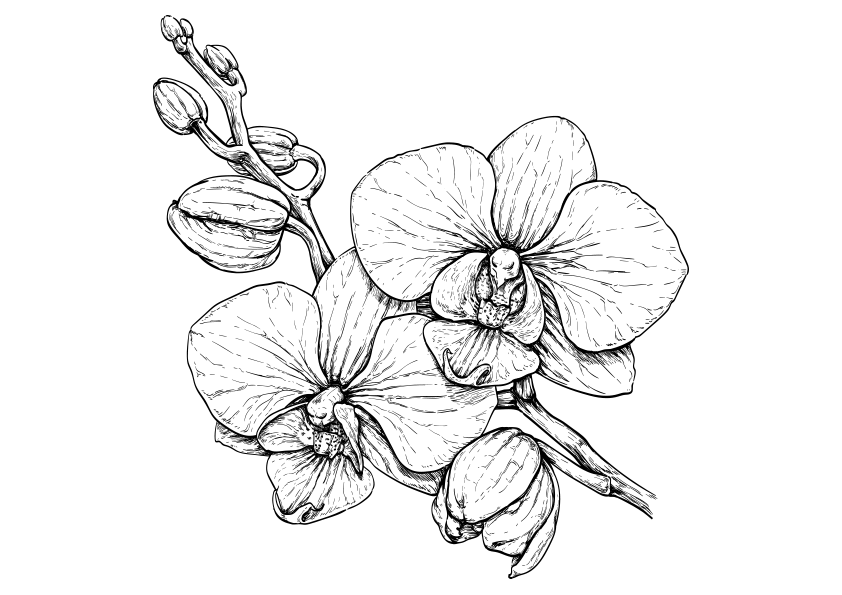 tatuaje de orquidea 4