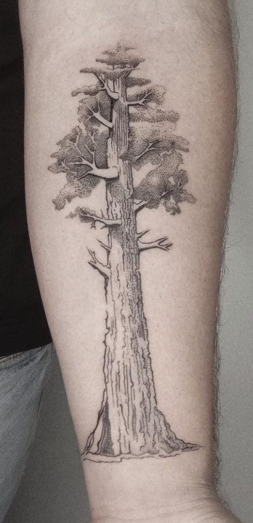 Tatuaje del árbol de la secoya