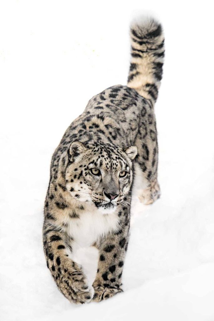 Tatuaje de leopardo de las nieves 111