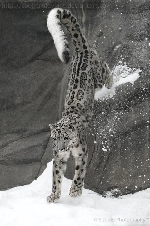 Tatuaje de leopardo de las nieves 183