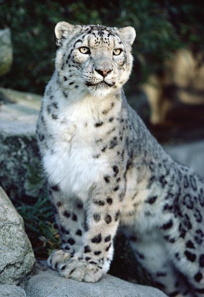 Tatuaje de leopardo de las nieves 83